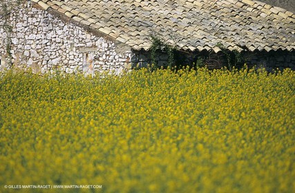 Alpilles (FRA,13), Champs de colza