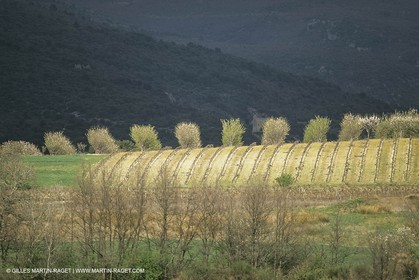 France, Provence, Arbres fruitiers en fleur   Spring bloom