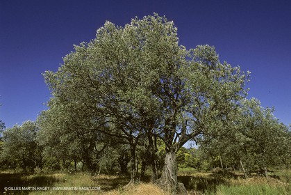 France, Provence, Oliviers, oliveraies, olive trees