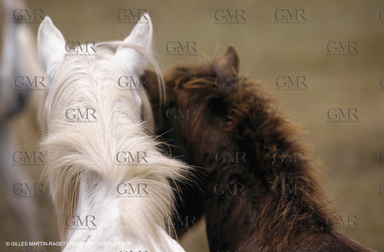 2000-2010- Arles - Les Saintes Maries de la mer (FRA,13) - Camargue horses