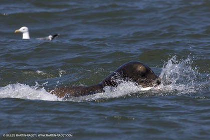19 09 2013 - San Francisco (USA,CA) - 34th America's Cup - Final Match - Racing Day 9.