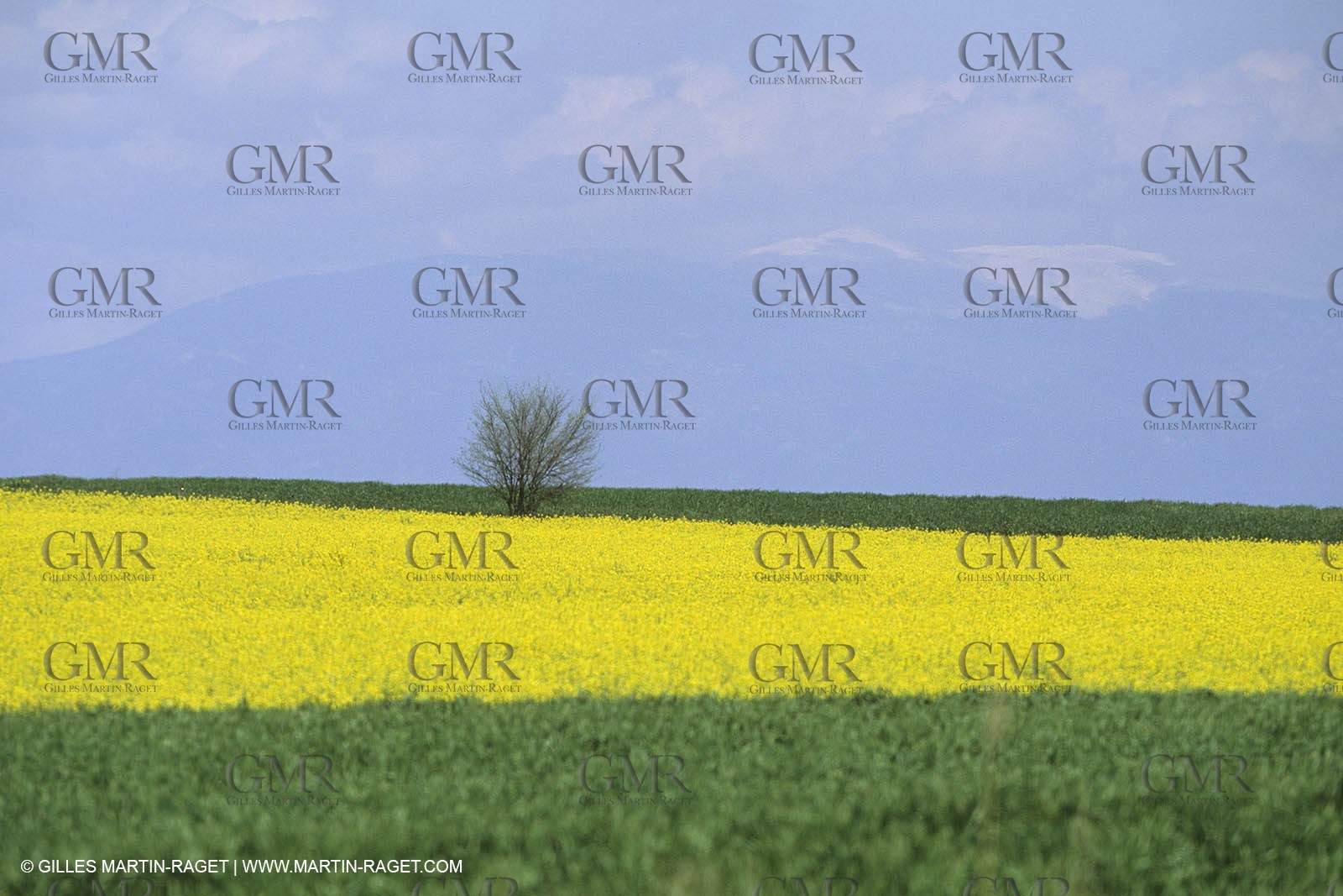 France, Provence, champs de Colza