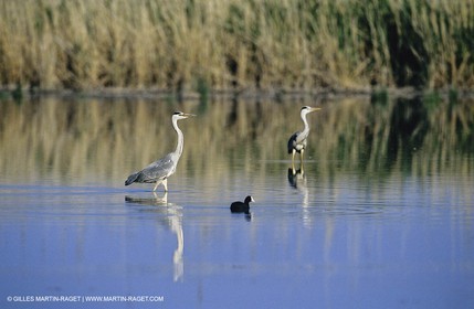Camargue (FRA,13) - Oiseaux en Camargue - Héron