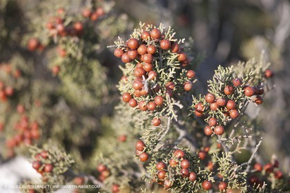 10 09 2009 - Marseille (FRA, 13) - Les Calanques - Massif de Marseilleveyre - Genévrier
