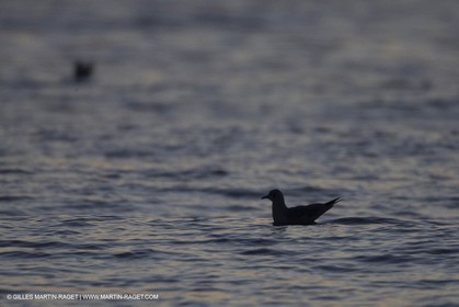 21 12 2014, Barcelona (ESP), Barcelona World Race 2014-15,