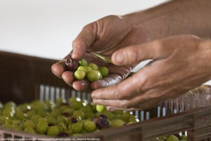 14 11 2015, Saint-Etienne du Grès (FRA,13), fabrication traditionelle de l'huile d'olive au moulin de la Croix