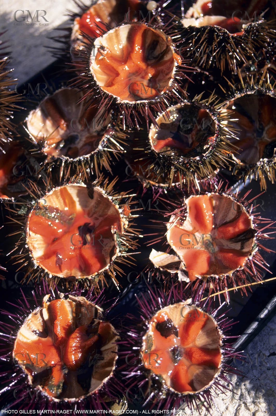 Marseille (FRA,13), Fishing