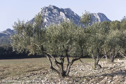 09 02 2008 - Les Baux de Provence (FRA, 13) - Paysages des Alpilles