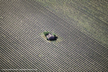 Juin 2005, Valensole (FRA,04) - Lavander fields