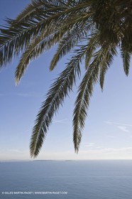 06 02 2008 - Théoule sur mer (FRA, 06) - Mimoses in full flower