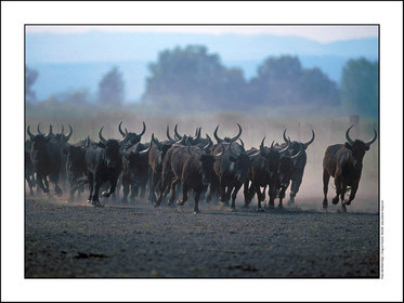 Produit : Tirage photo réalisé par nos soins sur imprimante jet d'encre professionnelle Epson à partir de 8 encres ultrachrome inaltérables (label Digigraphie).Formats au choix : . 30x40 cm. 50x70 cm. 80x120 cm.Choix des papiers :. Papier standard brillant 250 gr., filet noir, marge blanche, tirage non signé. Papier haut de gamme satiné 290 gr. filet noir, marge blanche, tirage vérifié et signé par l'auteur.. Autres supports (canvas, acrylique, dibond) sur demandeConditionnement : tube cylindrique renforcé.Options pour l'expédition : . colissimo + dépôt boîte aux lettres (France uniquement). Colissimo avec signature à réception. Transporteur express (2 jours ouvrés) avec signature à réceptionCliquez sur caddie pour sélectionner votre formule et démarrer la procédure de commande en ligne