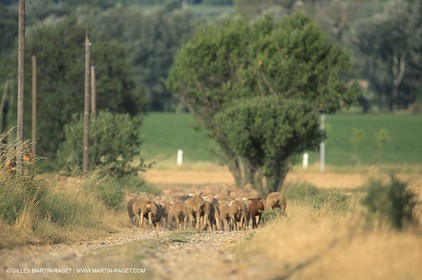 Saint Rémy de Provence (FRA,13) - Sheep stocks migration Fest