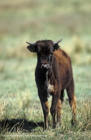 Bull - Camargue
