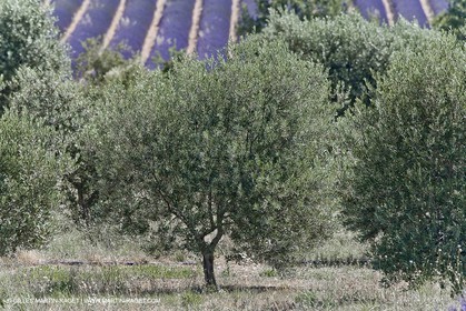 13 08 2007 - Valensole (04) - Lavandes en fleur sur le plateau de Valensole