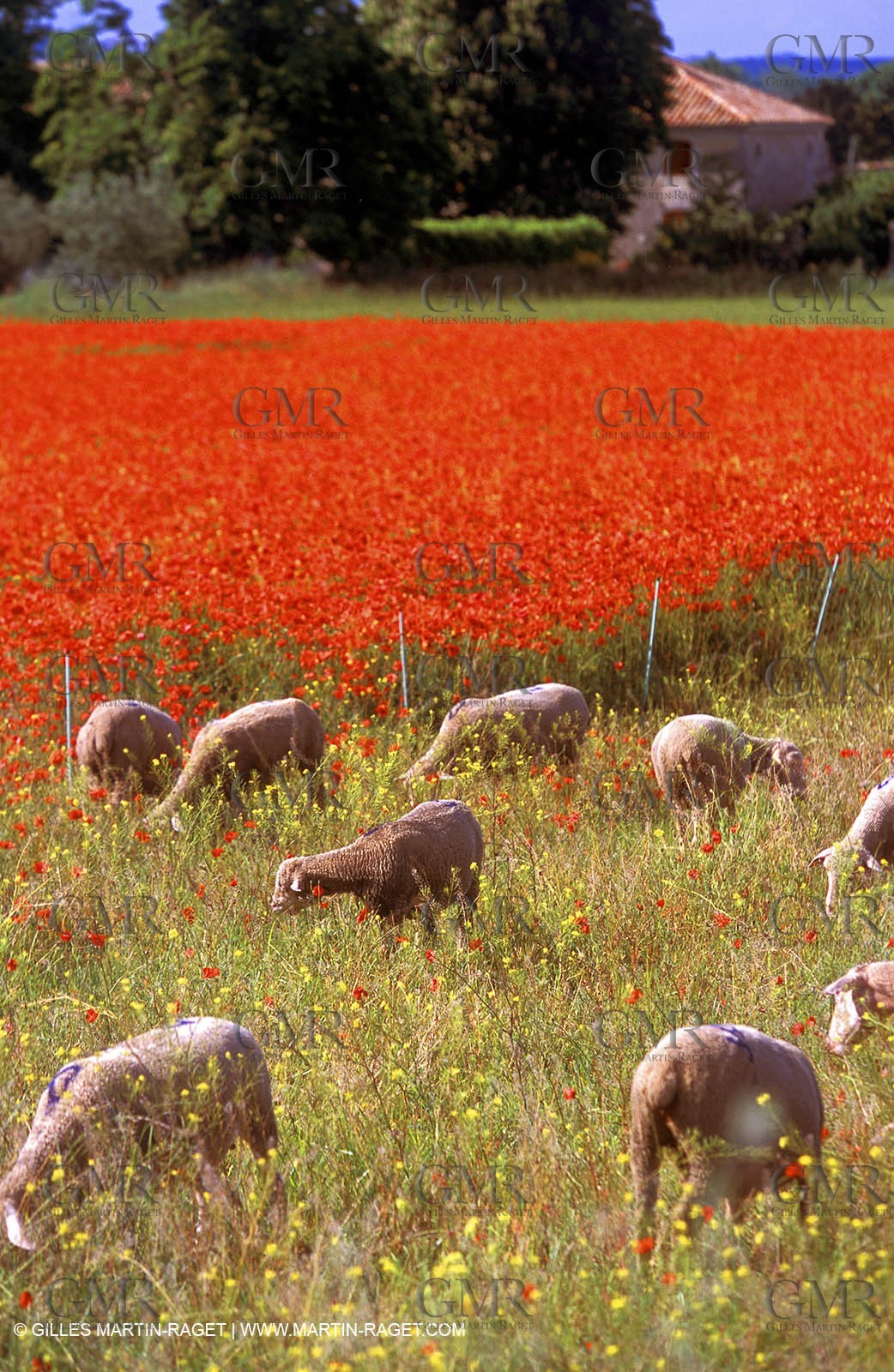 Sheeps and Poppy flowers field