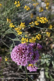 06 05 2009 - Marseille (FRA, 13) - Les Calanques - On Castelviel plateau