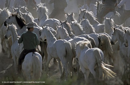 Camargue horses