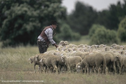 France, Provence, Moutons, bergers, élevage, transhumance