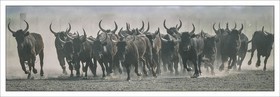 Taureaux Camargue