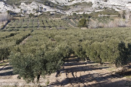 16 02 2008 - Les Baux de Provence (FRA, 13) - Paysages des Alpilles