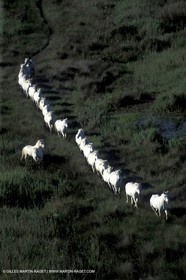 Camargue horses