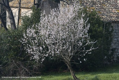 16 02 2008 - Les Baux de Provence (FRA, 13) - Paysages des Alpilles