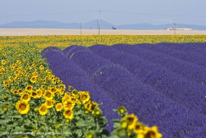 27 06 2011 - Valensole (FRA, 04) - Lavander fields