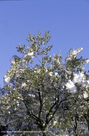 Les Baux de Provence