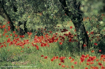 2000-2010- Les Alpilles (FRA,13) - Poppy fields