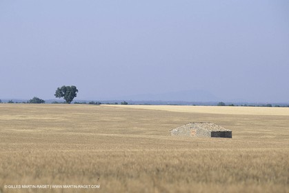 France, Provence, Champs de Blé et d'orge