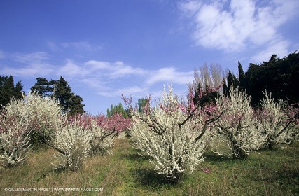 Luberon, Vaucluse (FRA,84) - Arbres fruitiers en fleur