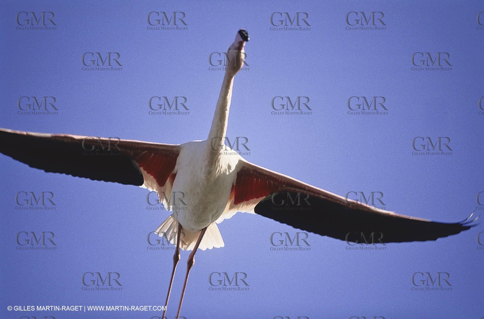Camargue (FRA,13) - Flamingos in the Camargue