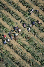 Vin, Vigne , Vendanges, vignification, vignobles, France, Provence, Côte du Rhône, Rosé