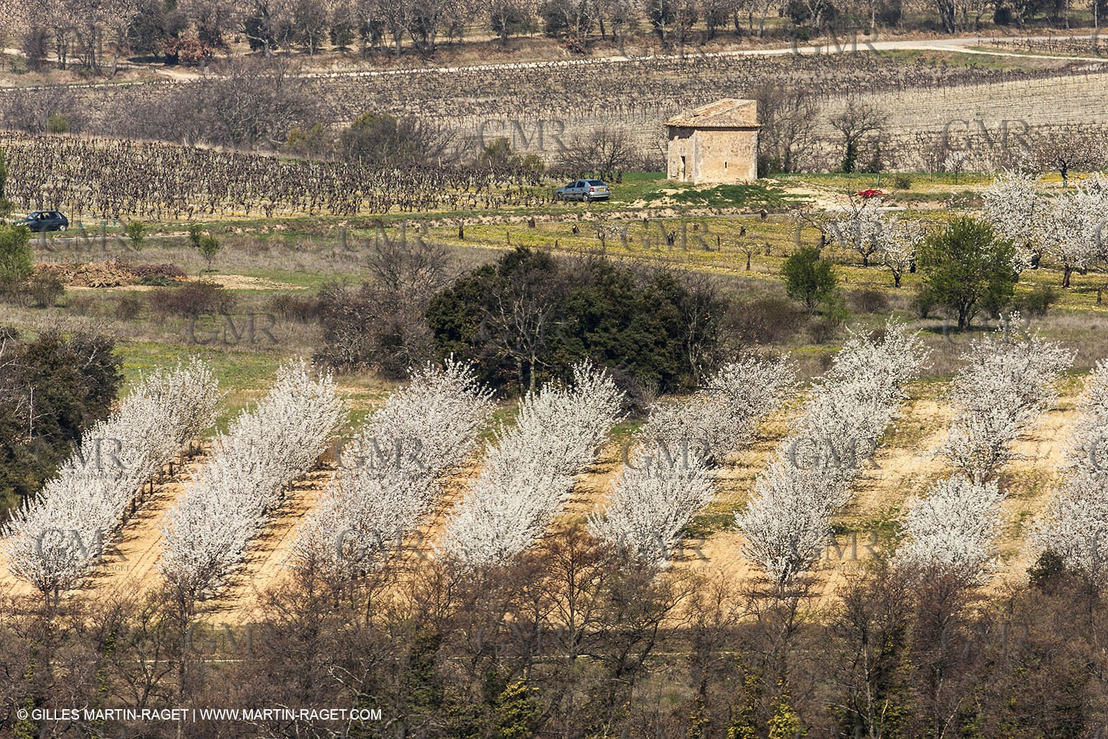 March 30th 2012 - Saint Saturnin les Apt (FRA, 84) - blooming cherry trees