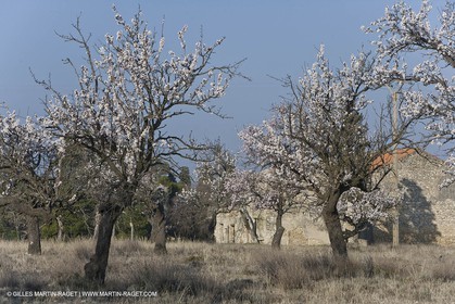 16 02 2008 - Saint Rémy de Provence (FRA, 13) - Alpilles hills landscapes
