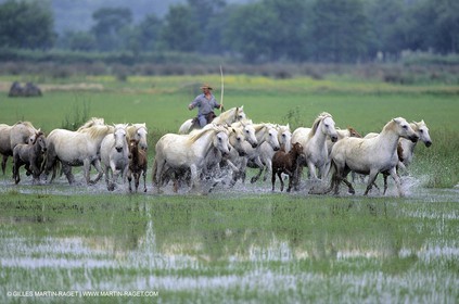 Camargue horses