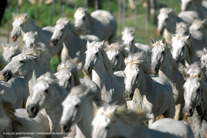Camargue horses