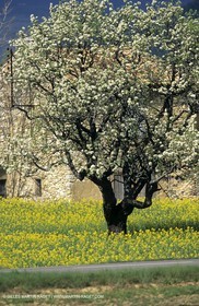 Alpilles (FRA,13), Champs de colza