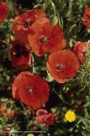 France, Provence, Champs de Coquelicots   Poppies fields