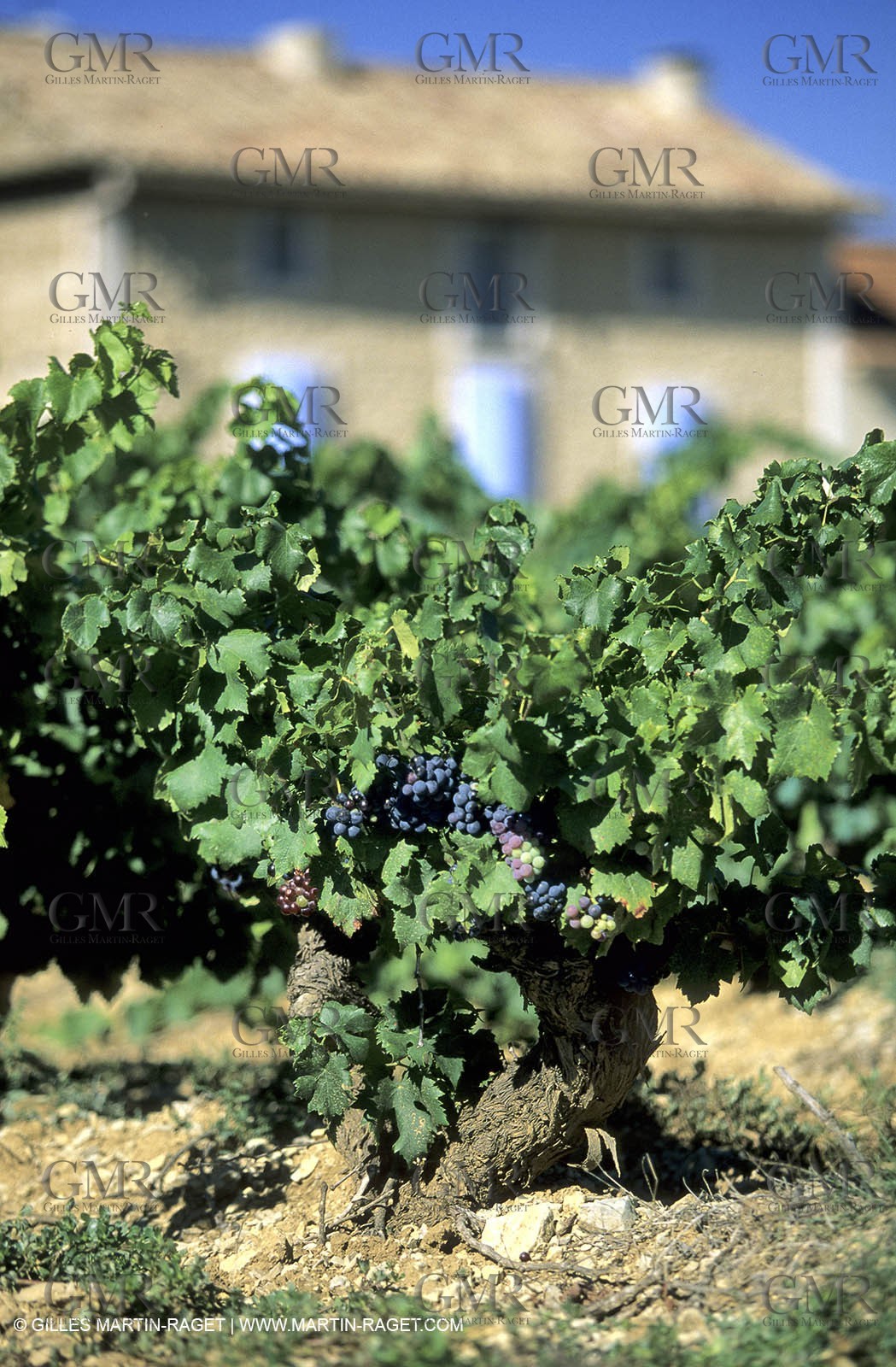 Côtes du Rhône - Gigondas
