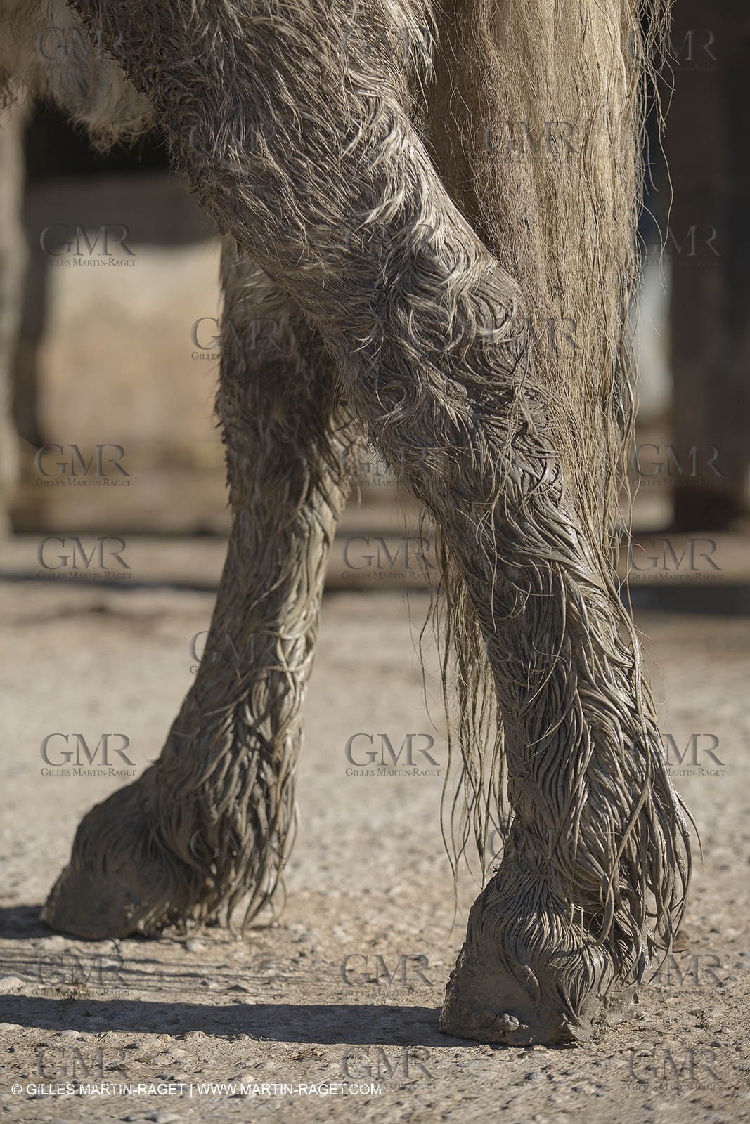 26 12 2013 - Les Saintes Maries de la Mer (FRA,13) - Horse riding at Cabanes de Cacharel