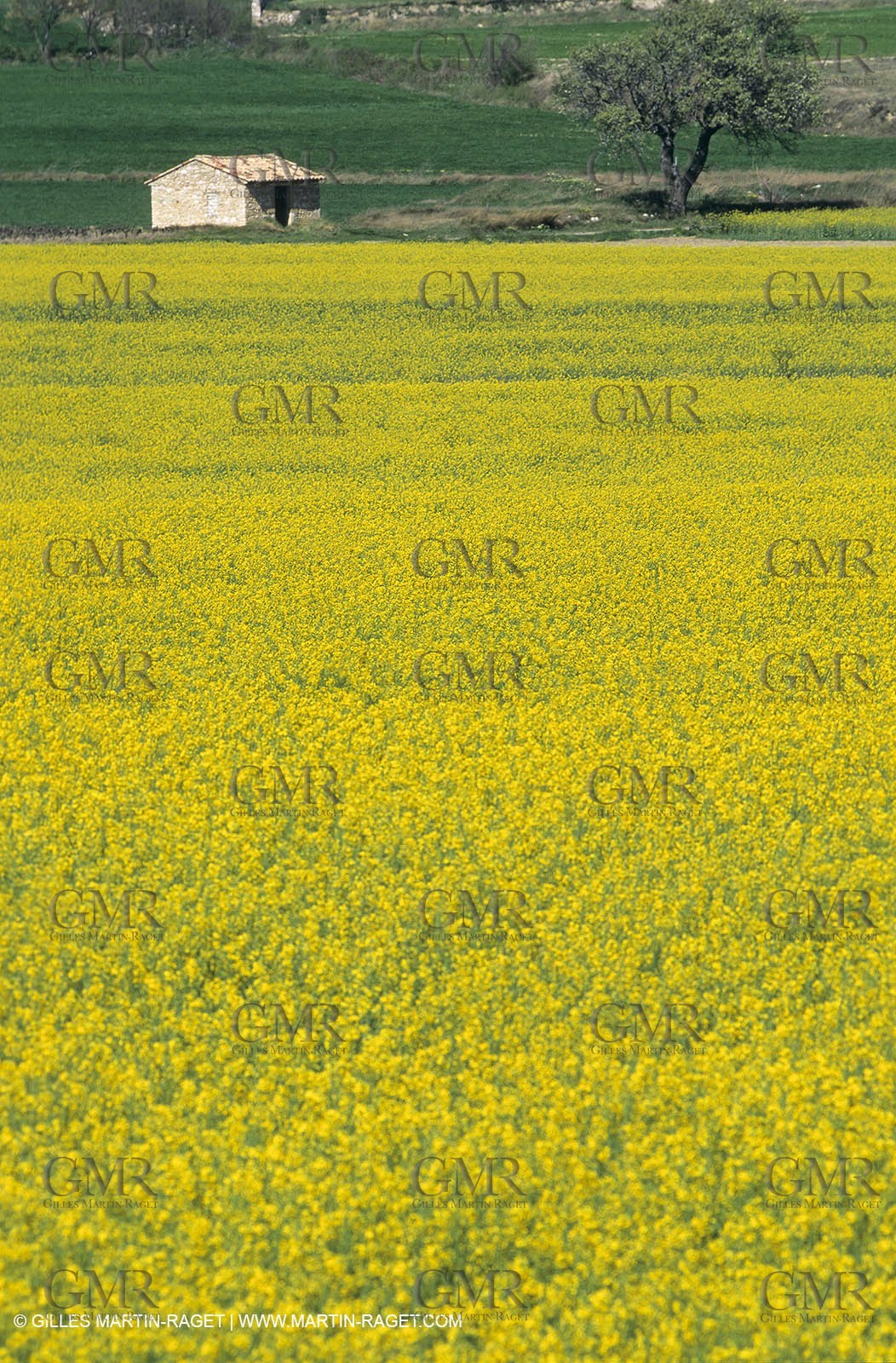 Alpilles (FRA,13), Rape fields