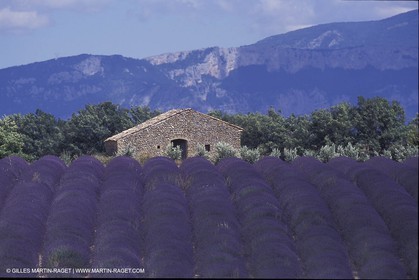 Lavander fields