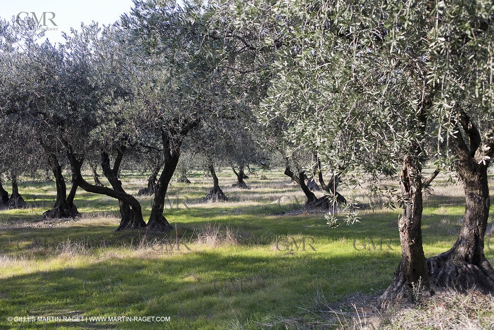 Saint Drézéry (FRA, 34), Domaine de Puech Haut