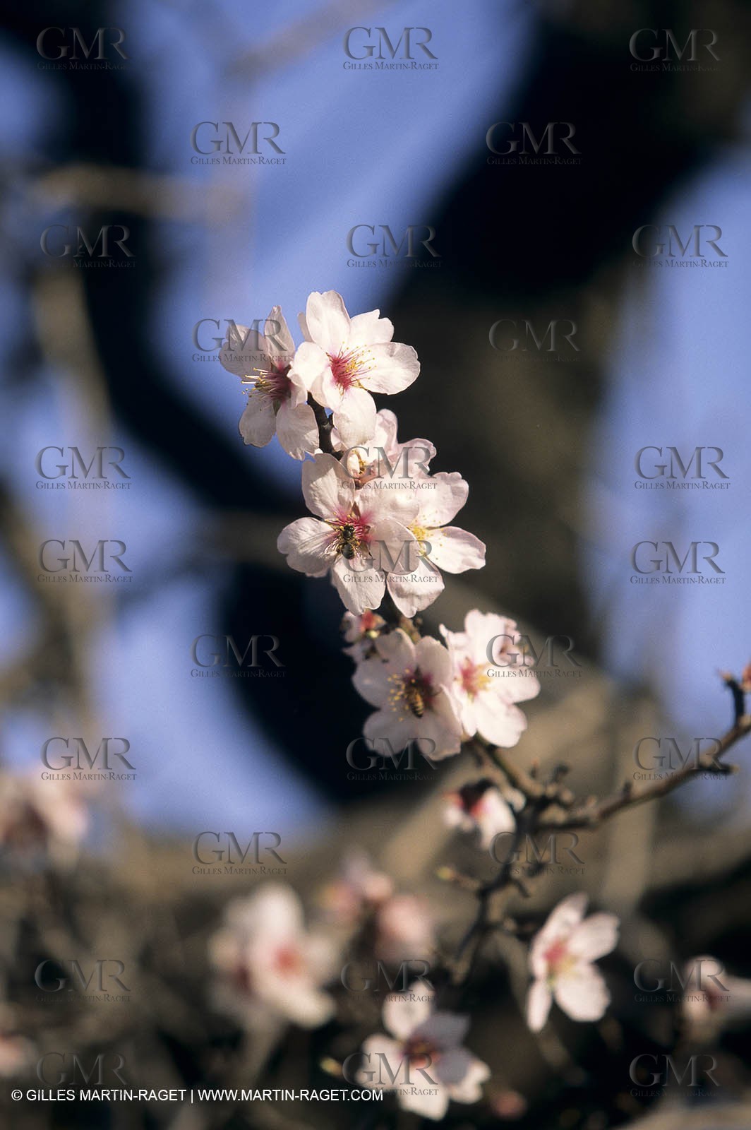 Luberon, Vaucluse (FRA,84) - Fruit trees blooming