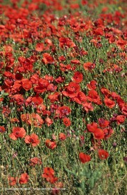 2000-2010- Les Alpilles (FRA,13) - Champs de coquelicots