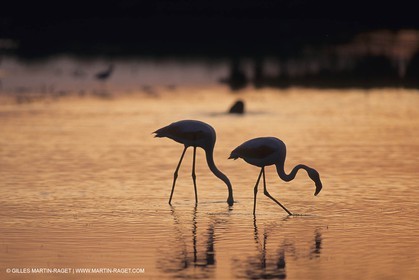 France, Provence, Camargue, Birds, Flamants, flamingos