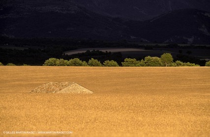 Corn field on  Valensole plateau