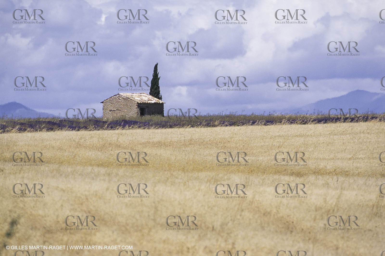 Corn and Wheat fields on Valensole Plateau in higher Provence (France)