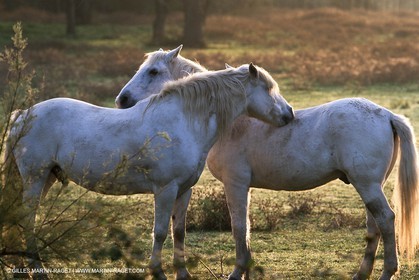 Camargue (FRA,13) - Petite Camargue